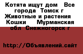 Котята ищут дом - Все города, Томск г. Животные и растения » Кошки   . Мурманская обл.,Снежногорск г.